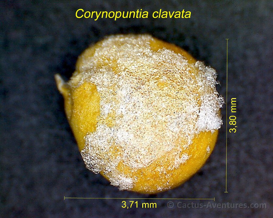 Corynopuntia clavata HF